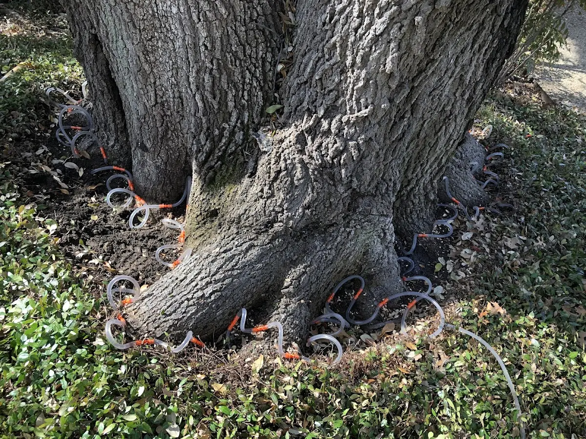 Detailed Tree Cabling and Bracing job site in South Fork