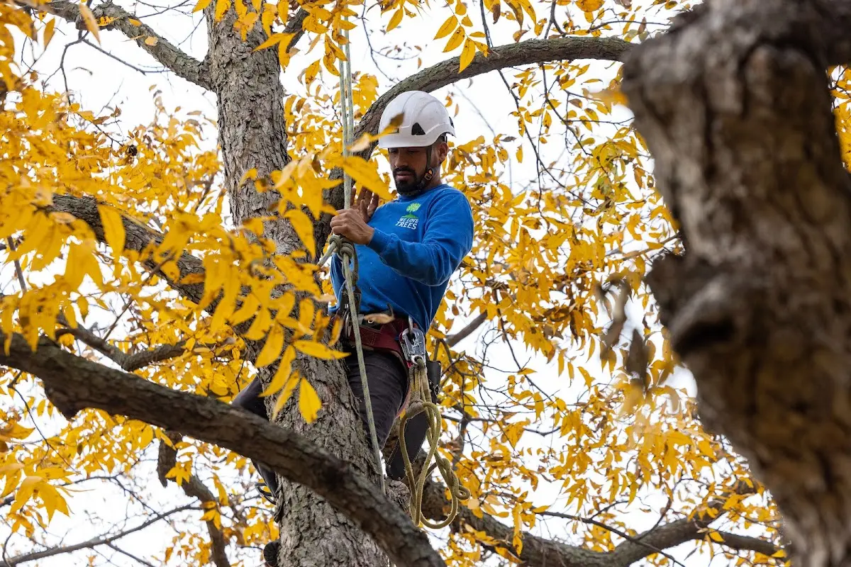 Skilled Storm Damage Cleanup crew working in South Fork