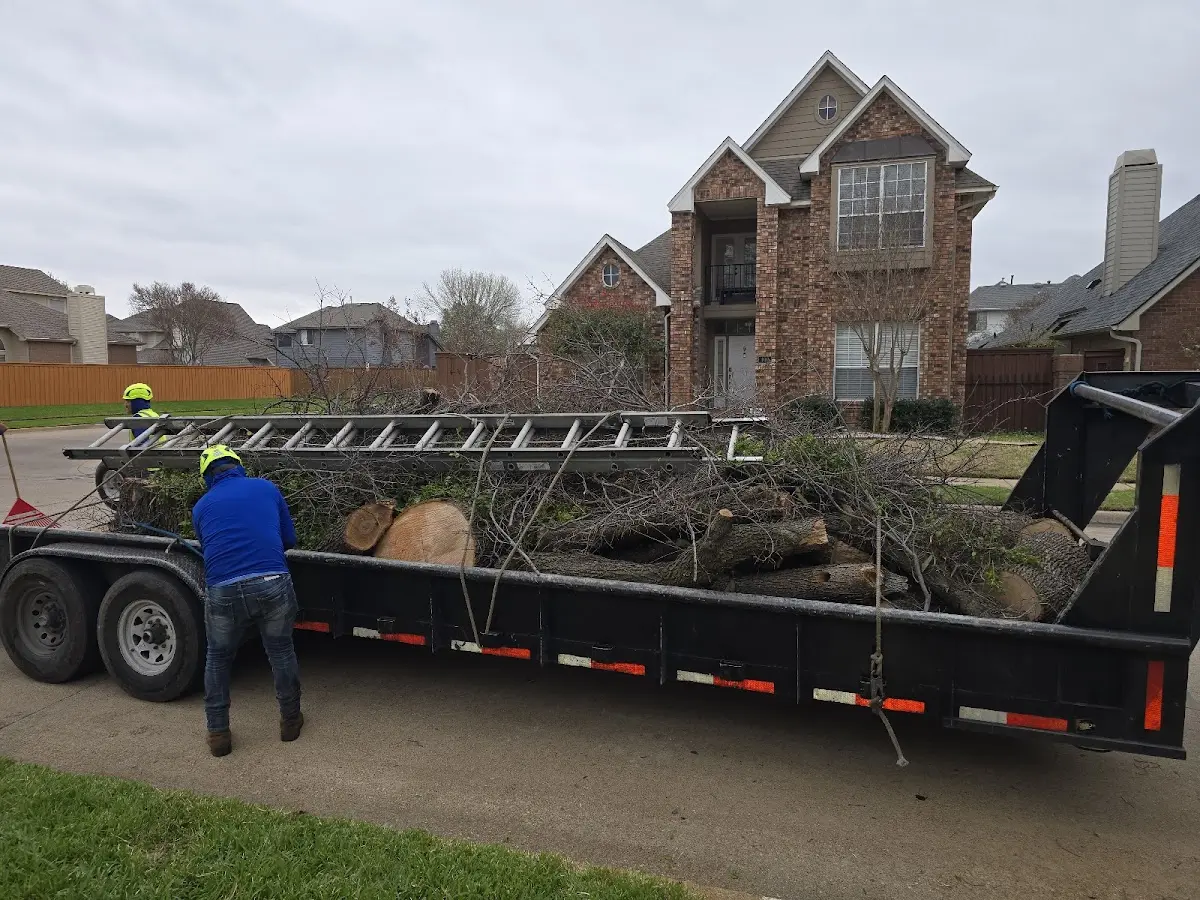 Expert Tree Removal with proper safety equipment in South Fork